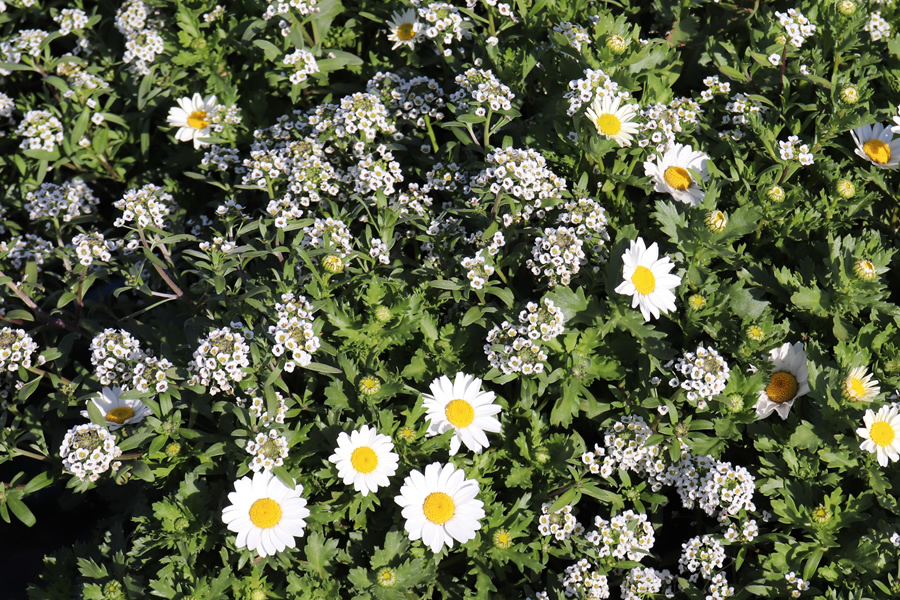 写真日誌 '25/02-03